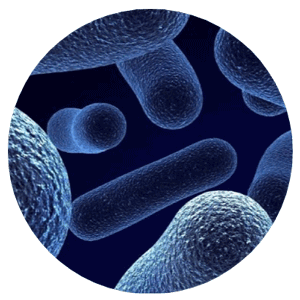 SEM bacteria