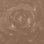 featured image of geochemical phytoremediation technology showing burning roses and ash modified after an image of arsthanea.com